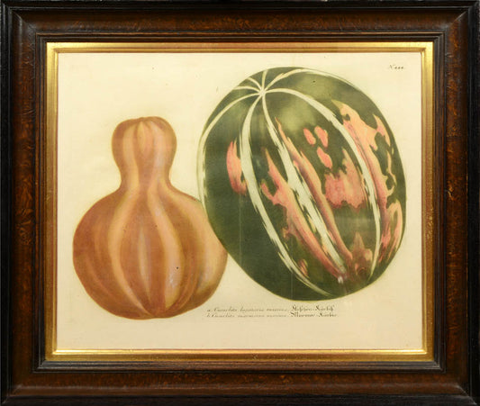 Four mezzotint engravings printed in colour and finished by hand of gourds by Johann Weinmann.