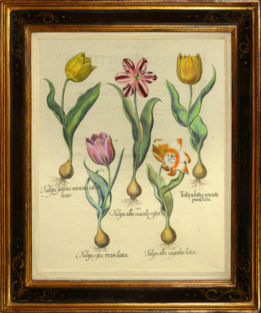 Tulipa