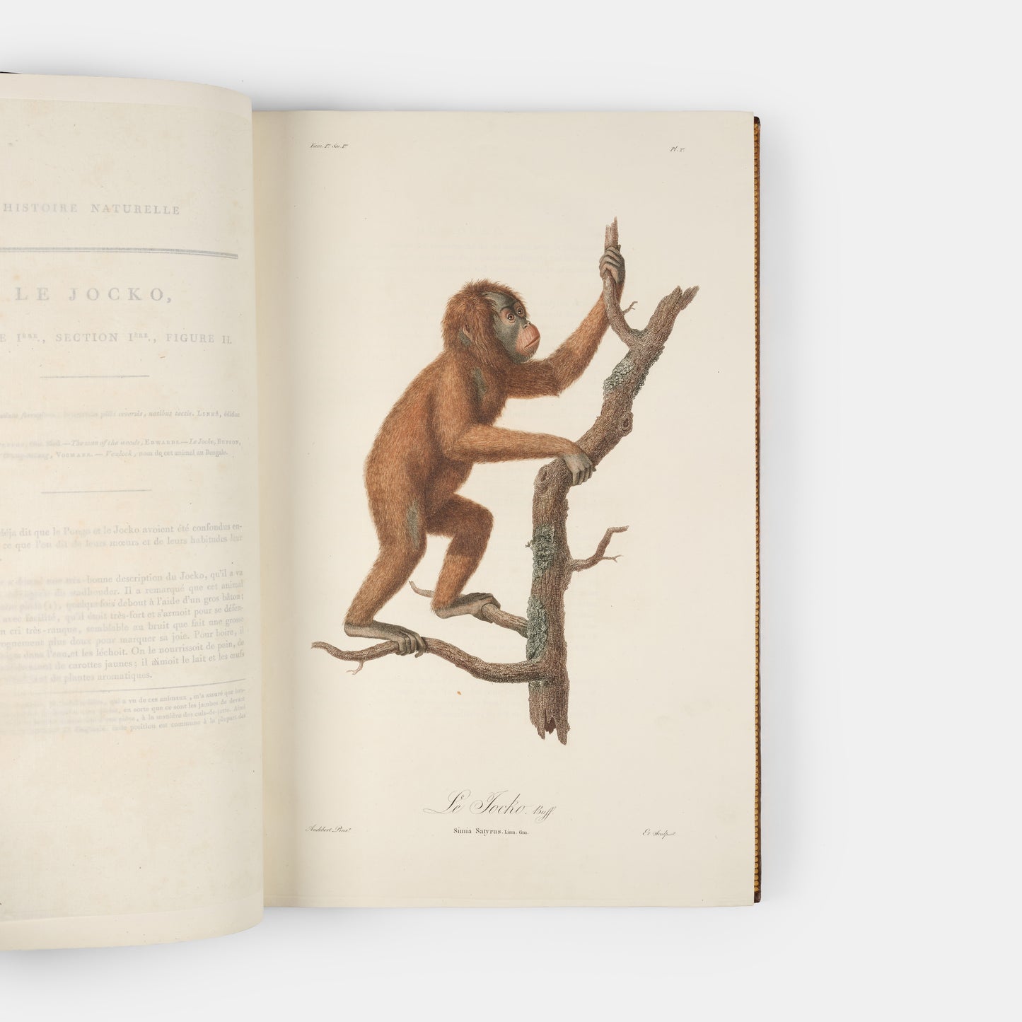 A fine large paper copy in a handsome Bozerian binding, of the earliest illustrated monograph on monkeys and Audebert's first original work. 