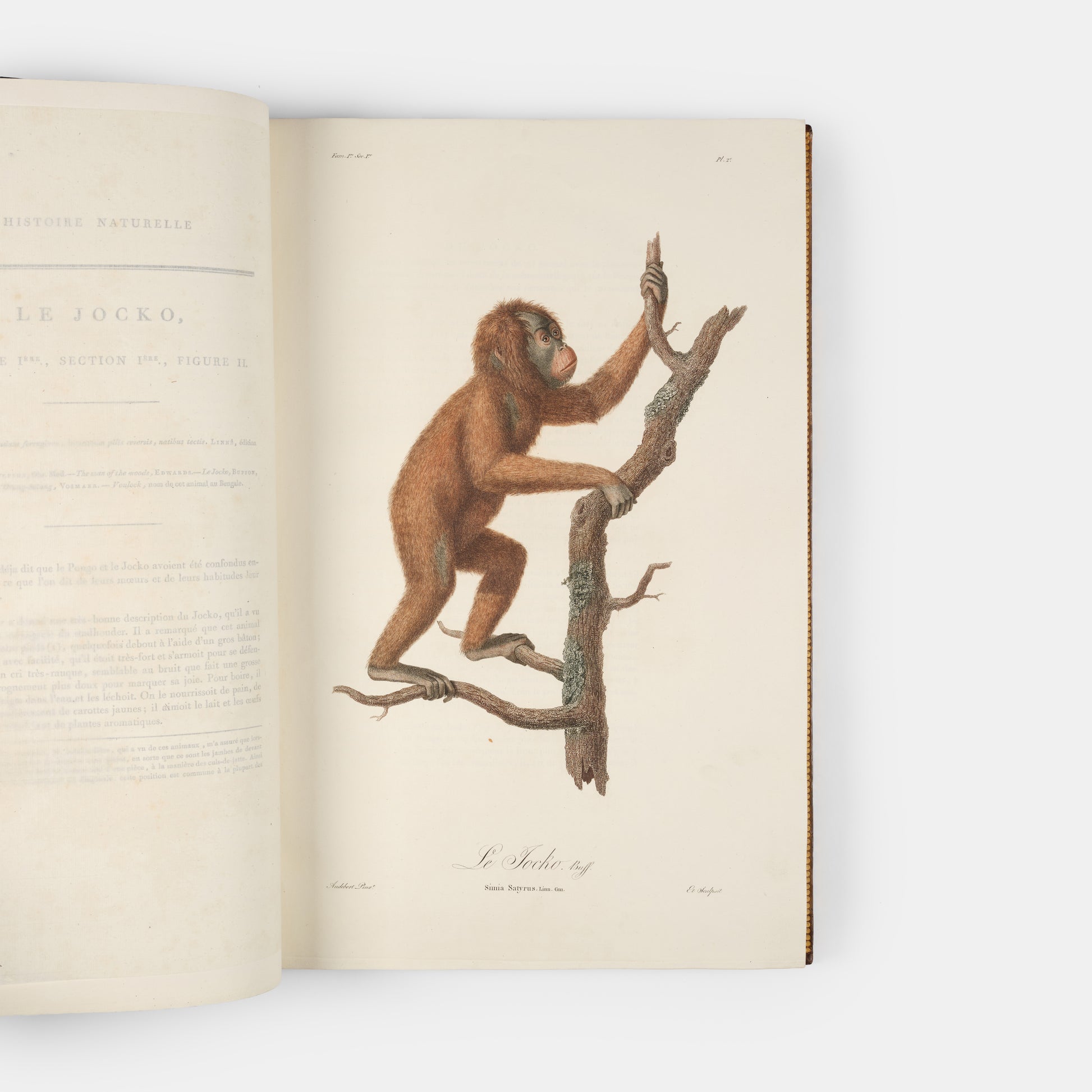 A fine large paper copy in a handsome Bozerian binding, of the earliest illustrated monograph on monkeys and Audebert's first original work. 