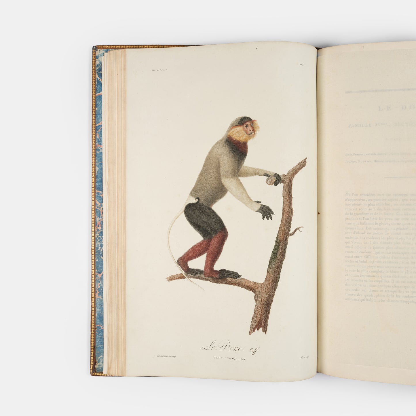 A fine large paper copy in a handsome Bozerian binding, of the earliest illustrated monograph on monkeys and Audebert's first original work. 
