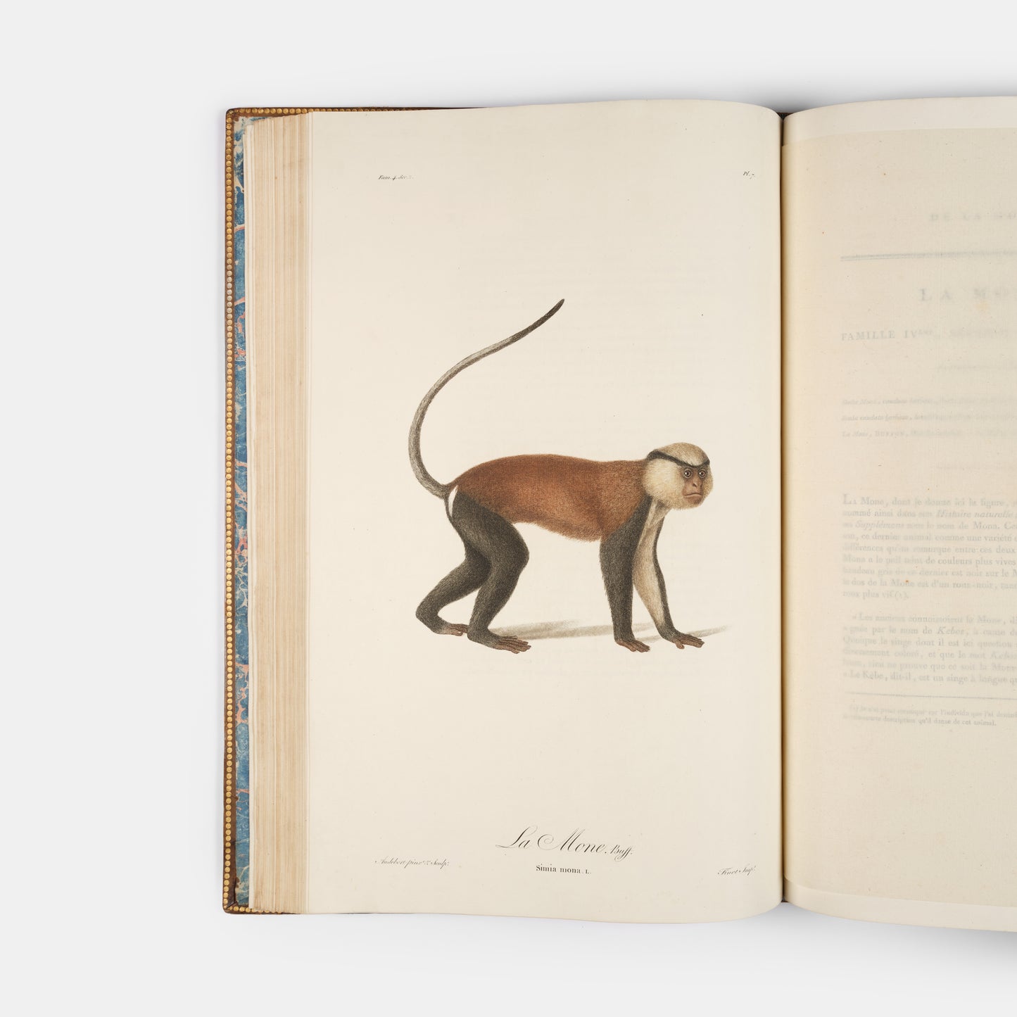 A fine large paper copy in a handsome Bozerian binding, of the earliest illustrated monograph on monkeys and Audebert's first original work. 