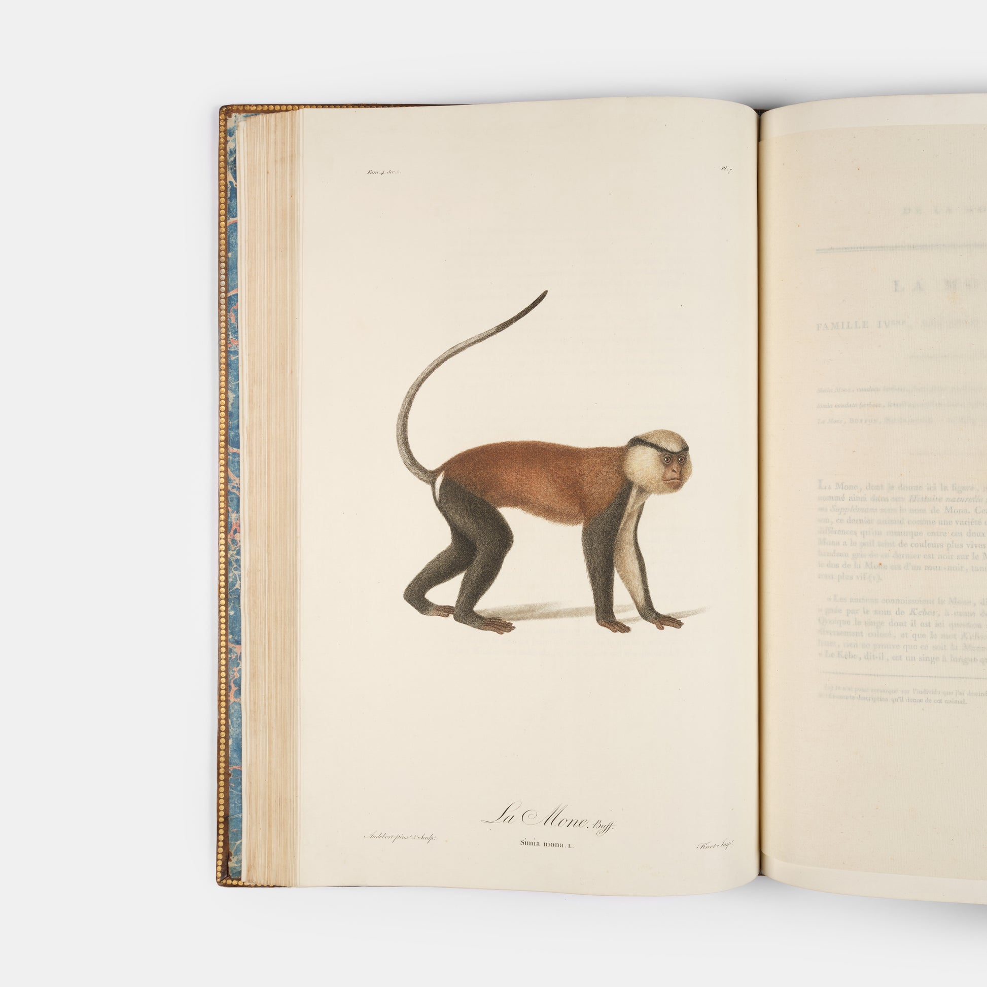 A fine large paper copy in a handsome Bozerian binding, of the earliest illustrated monograph on monkeys and Audebert's first original work. 