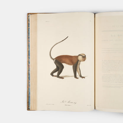 A fine large paper copy in a handsome Bozerian binding, of the earliest illustrated monograph on monkeys and Audebert's first original work. 