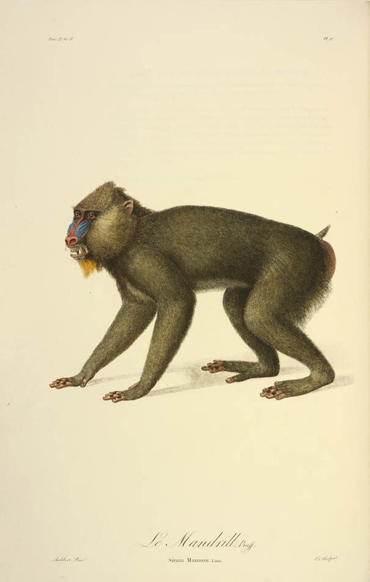 A fine large paper copy in a handsome Bozerian binding, of the earliest illustrated monograph on monkeys and Audebert's first original work. 