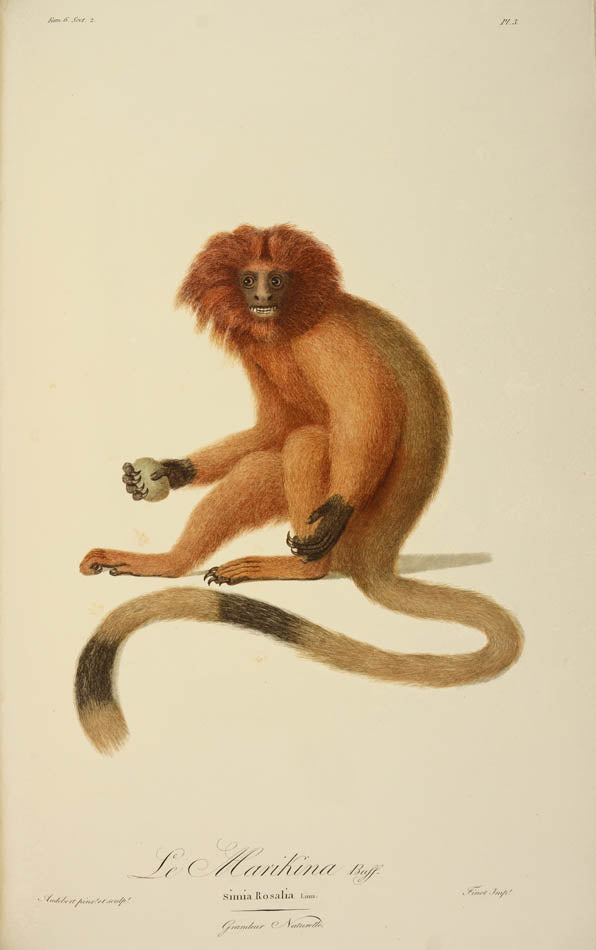 A fine large paper copy in a handsome Bozerian binding, of the earliest illustrated monograph on monkeys and Audebert's first original work. 