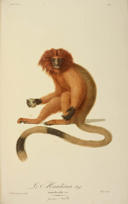 A fine large paper copy in a handsome Bozerian binding, of the earliest illustrated monograph on monkeys and Audebert's first original work. 
