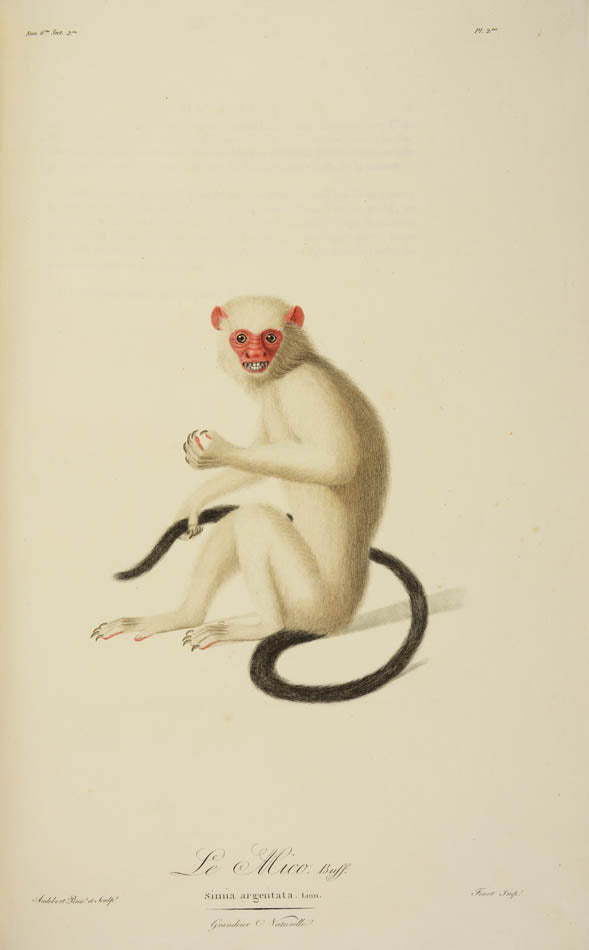 A fine large paper copy in a handsome Bozerian binding, of the earliest illustrated monograph on monkeys and Audebert's first original work. 