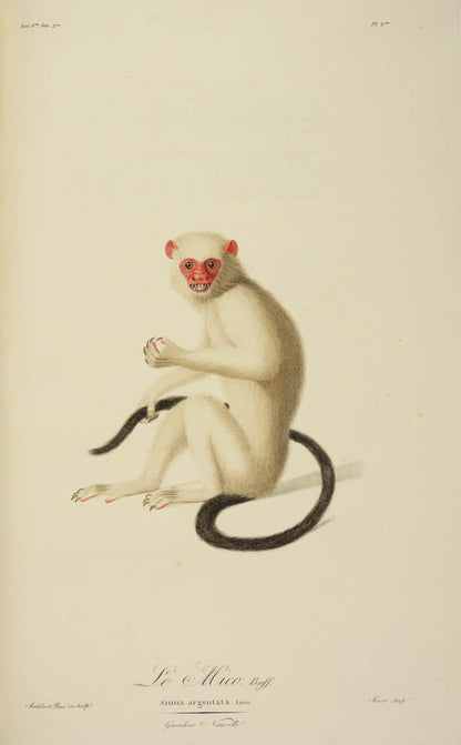 A fine large paper copy in a handsome Bozerian binding, of the earliest illustrated monograph on monkeys and Audebert's first original work. 