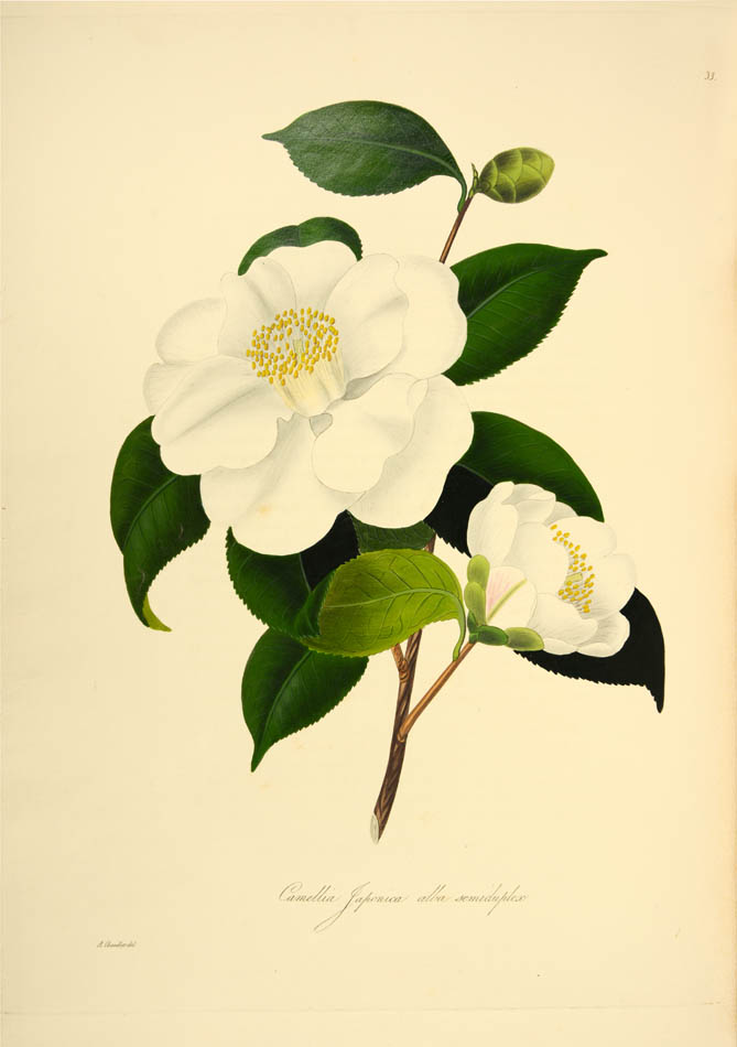 magnificent plates after the drawings of Alfred Chandler beautifully coloured with opaque pigments coloured and highly finished with gum arabic