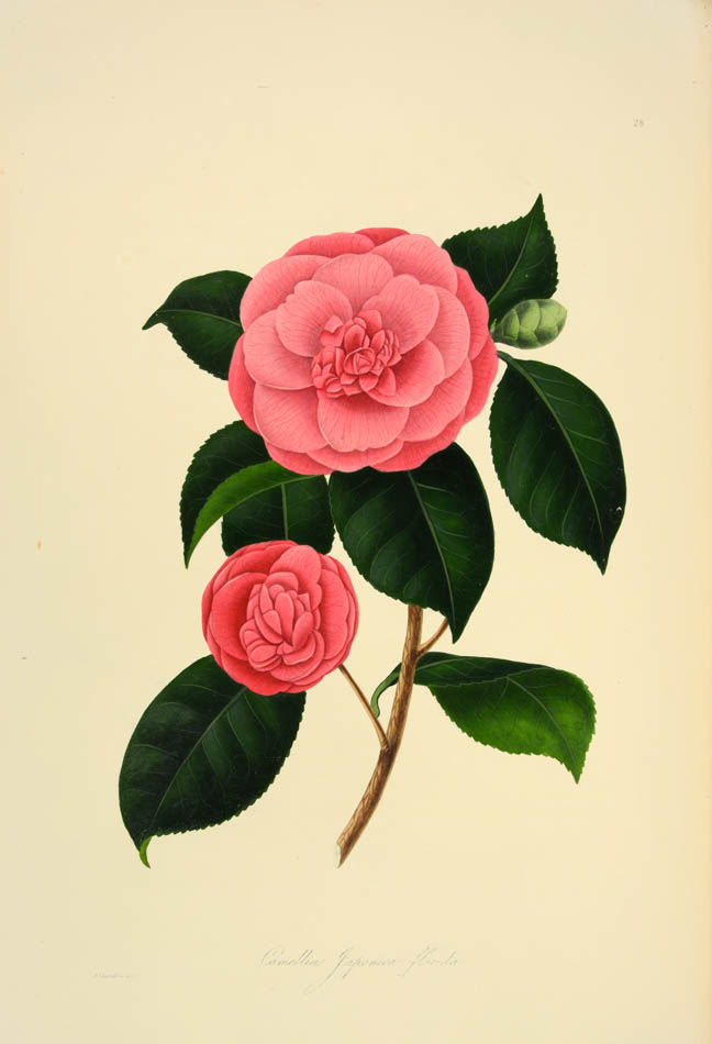magnificent plates after the drawings of Alfred Chandler beautifully coloured with opaque pigments coloured and highly finished with gum arabic