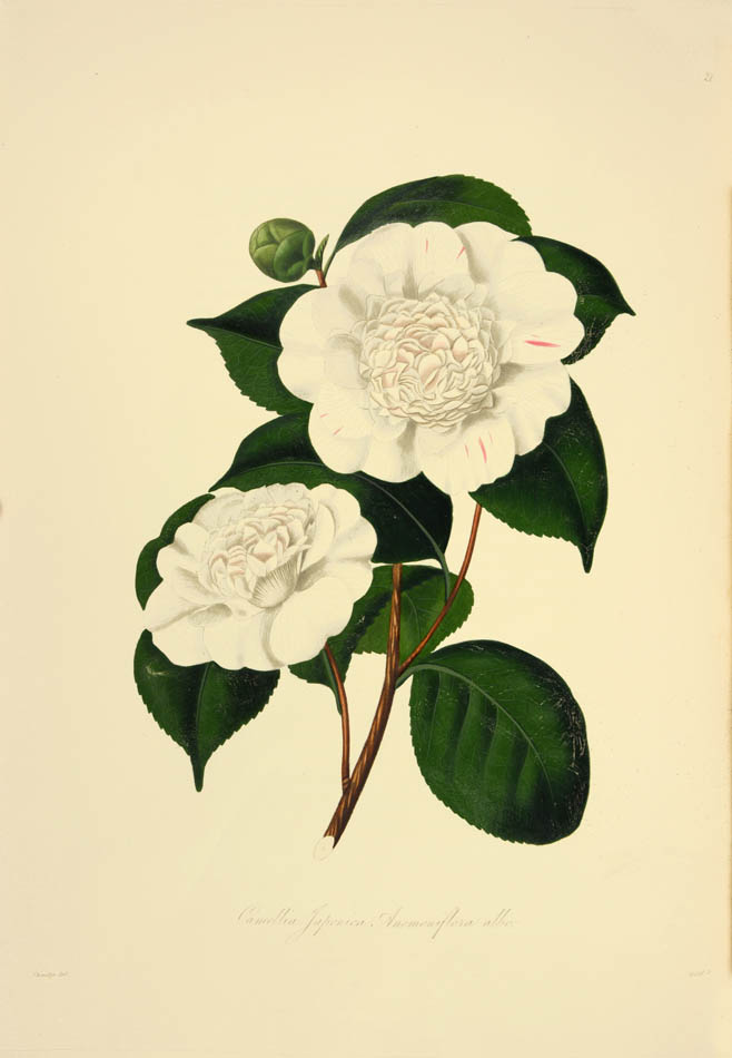 magnificent plates after the drawings of Alfred Chandler beautifully coloured with opaque pigments coloured and highly finished with gum arabic