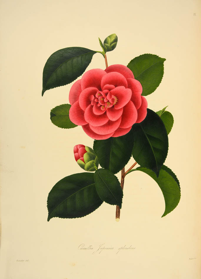 magnificent plates after the drawings of Alfred Chandler beautifully coloured with opaque pigments coloured and highly finished with gum arabic