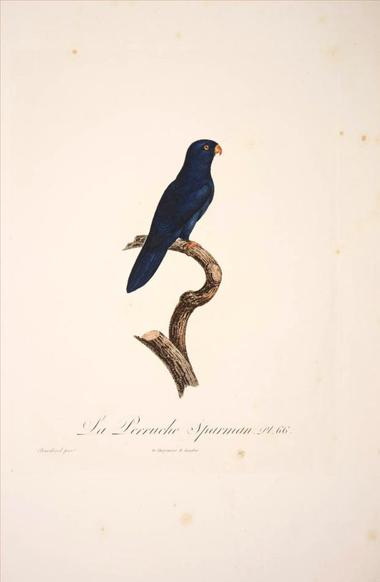 From Levaillant's "Histoire Naturelle des Perroquets", which is considered the most comprehensive and complete catalogue on the subject.<br />