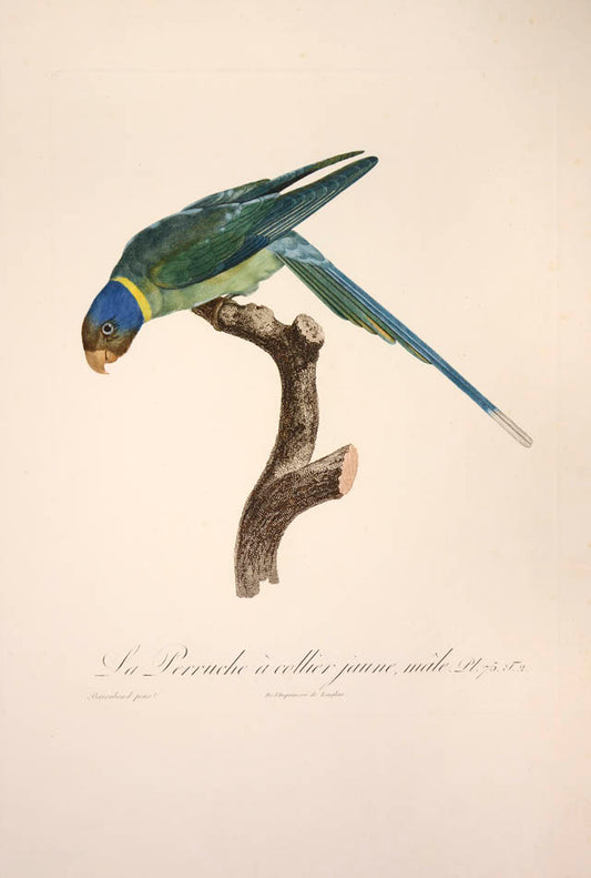 From Levaillant's "Histoire Naturelle des Perroquets", which is considered the most comprehensive and complete catalogue on the subject.<br />