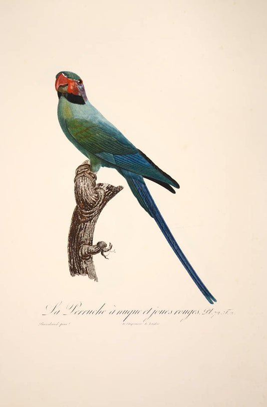 From Levaillant's "Histoire Naturelle des Perroquets", which is considered the most comprehensive and complete catalogue on the subject.