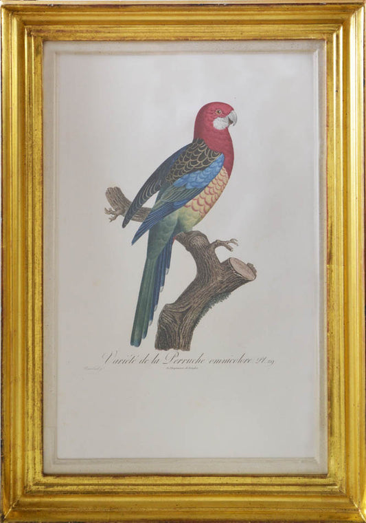 From Levaillant's <em>Histoire Naturelle des Perroquets</em>, which is considered the most comprehensive and complete catalogue on the subject.