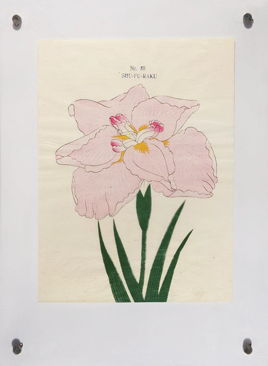 Hand-coloured Japanese woodblock prints of Iris on handmade rice paper, each numbered and captioned at top.