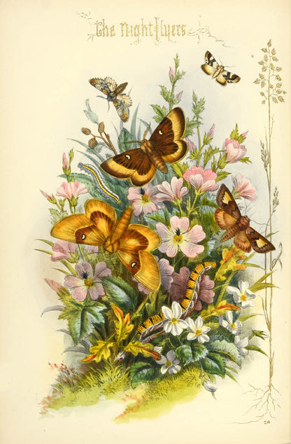 "A scarce treasure for the collector", with hand-coloured lithographic plates of moths in a contemporary gilt-morocco binding.  