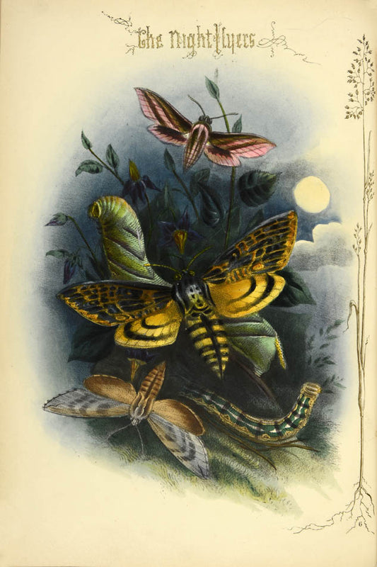 "A scarce treasure for the collector", with hand-coloured lithographic plates of moths in a contemporary gilt-morocco binding.  