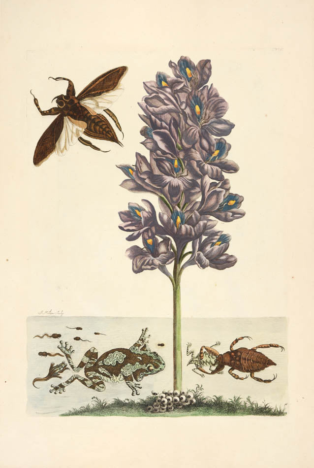 Pair of copper engravings with original hand-colouring, mounted overall size, Maria Sybilla,