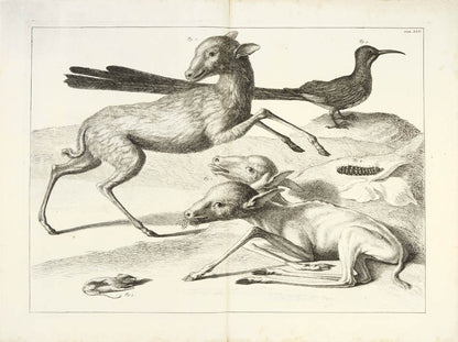 Deer and Birds
