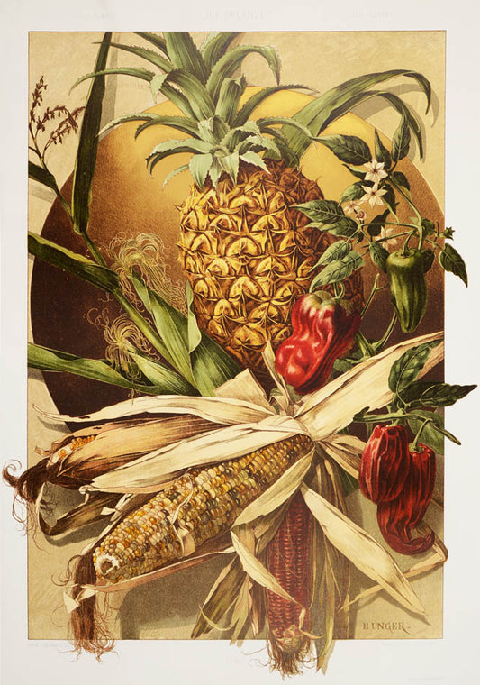 Important art nouveau work incorporating plants into decorative motifs. 3 colour titles and 196 lithograph plates, 113 in colour. Original binding.