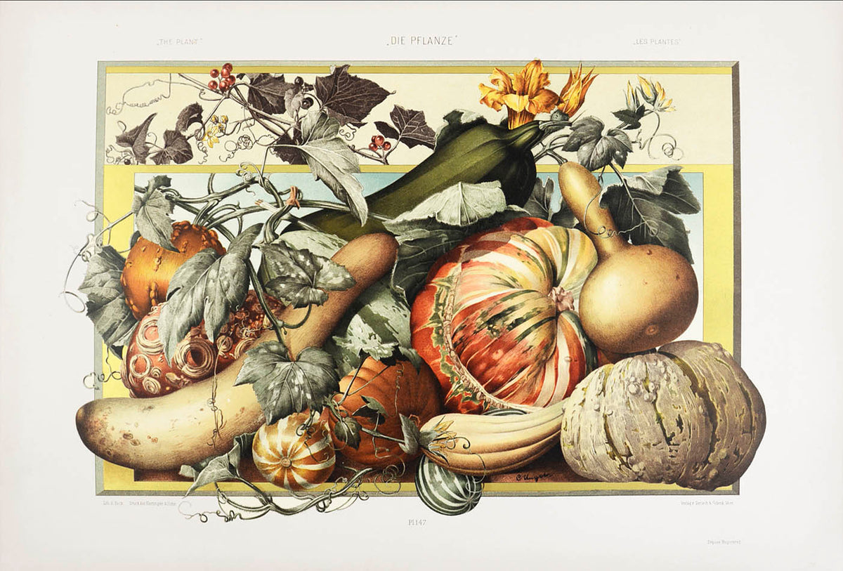 Important art nouveau work incorporating plants into decorative motifs. 3 colour titles and 196 lithograph plates, 113 in colour. Original binding.