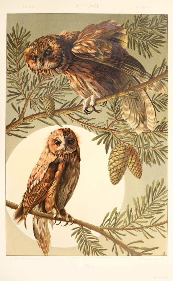 Important art nouveau work incorporating plants into decorative motifs. 3 colour titles and 196 lithograph plates, 113 in colour. Original binding.