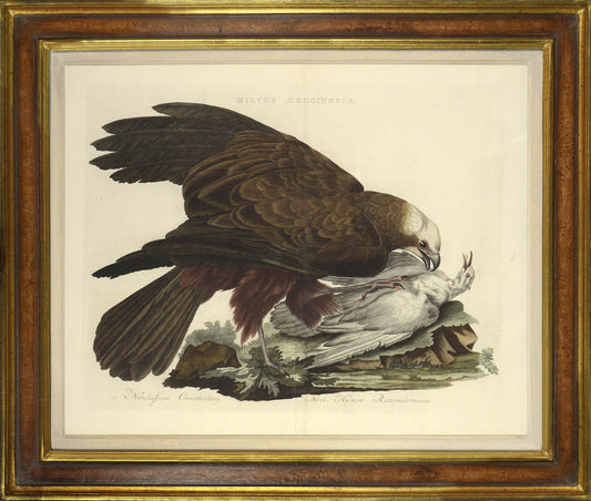 Hand-coloured engraved bird of prey print by Nozeman and Sepp, framed.