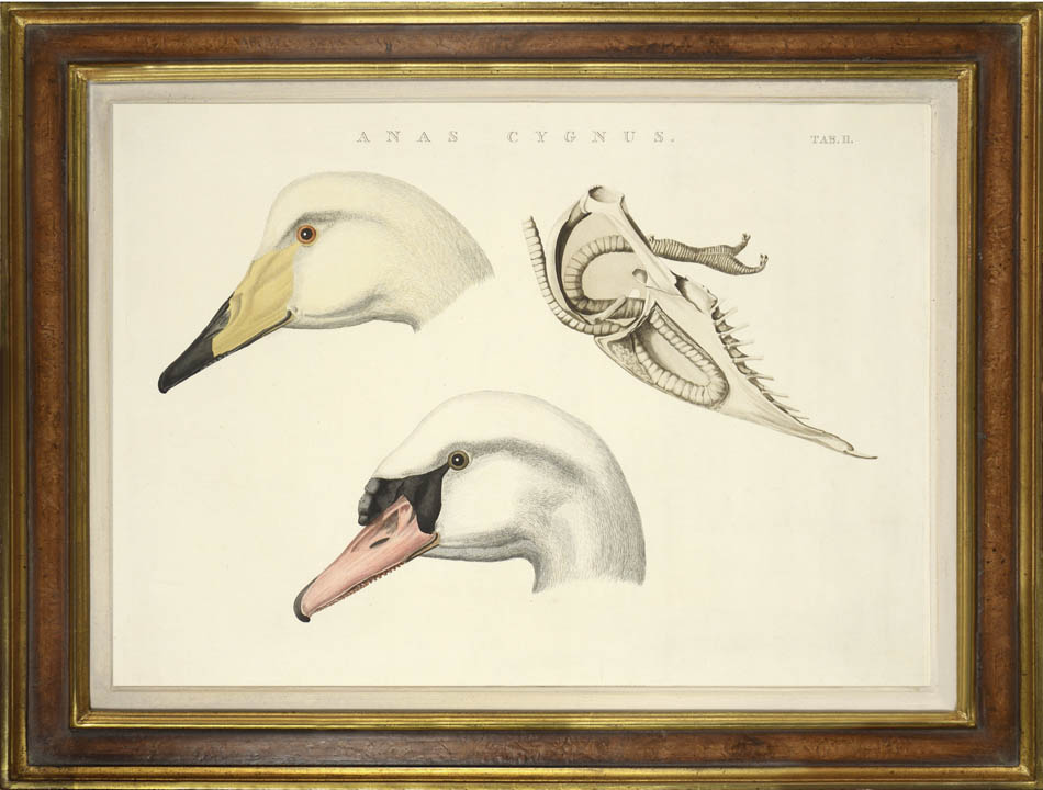 Pair of hand-coloured engraved plates of swans by Nozeman and Sepp.