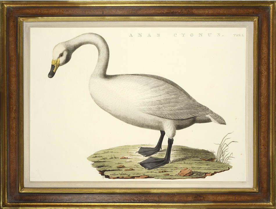 Pair of hand-coloured engraved plates of swans by Nozeman and Sepp.