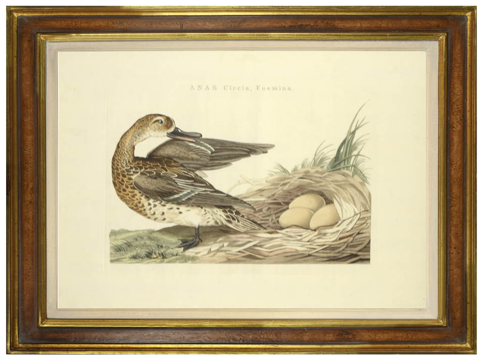 Pair of hand-coloured engraved plates of Dutch ducks by Sepp and Sepp the Younger. 