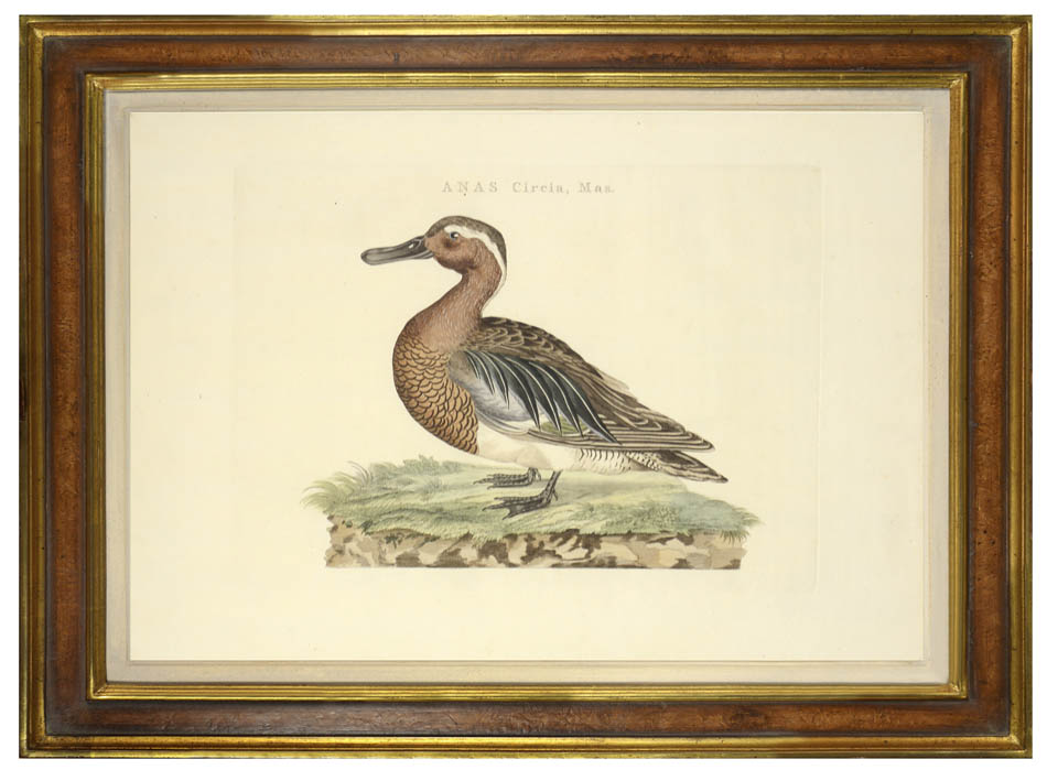 Pair of hand-coloured engraved plates of Dutch ducks by Sepp and Sepp the Younger. 