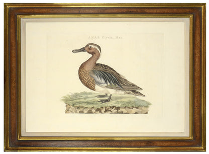 Pair of hand-coloured engraved plates of Dutch ducks by Sepp and Sepp the Younger. 