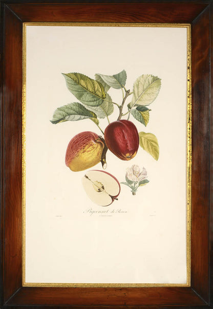 A group of Four Apples by Poiteau and Turpin.  Fine stipple-engraved plates printed in colours and finished by hand.