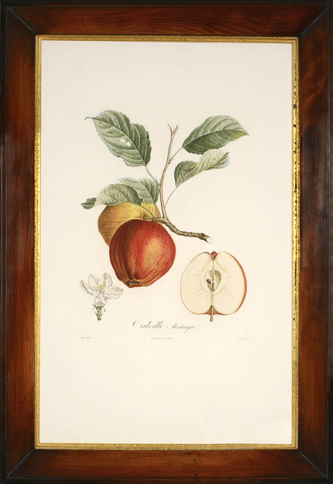 A group of Four Apples by Poiteau and Turpin.  Fine stipple-engraved plates printed in colours and finished by hand.