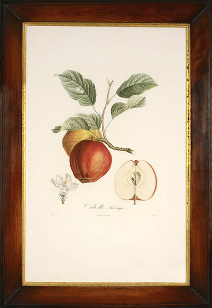 A group of Four Apples by Poiteau and Turpin.  Fine stipple-engraved plates printed in colours and finished by hand.