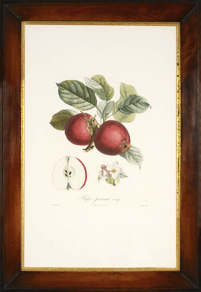 A group of Four Apples by Poiteau and Turpin.  Fine stipple-engraved plates printed in colours and finished by hand.