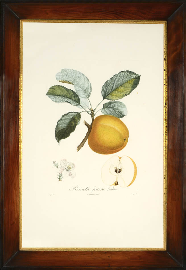 A group of seven apples by Poiteau and Turpin.  Fine stipple-engraved plates printed in colours and finished by hand.
