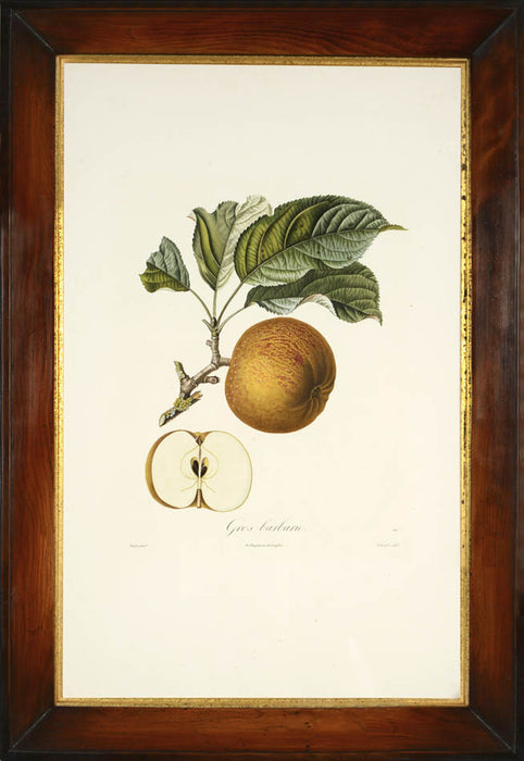 A Group of Seven Apples