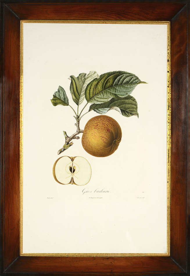 A group of seven apples by Poiteau and Turpin.  Fine stipple-engraved plates printed in colours and finished by hand.