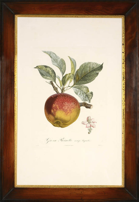 A group of seven apples by Poiteau and Turpin.  Fine stipple-engraved plates printed in colours and finished by hand.