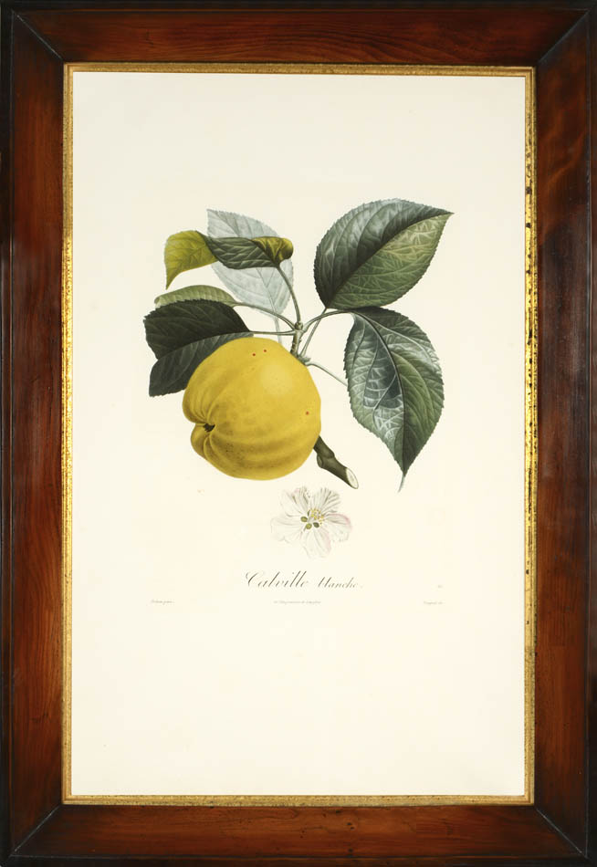 A group of seven apples by Poiteau and Turpin.  Fine stipple-engraved plates printed in colours and finished by hand.