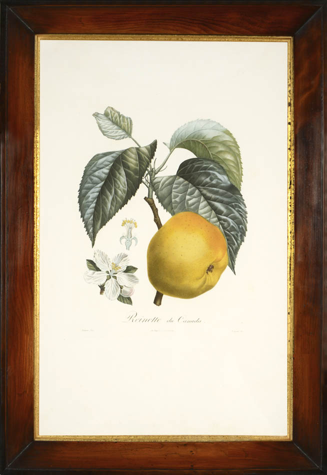 A group of seven apples by Poiteau and Turpin.  Fine stipple-engraved plates printed in colours and finished by hand.