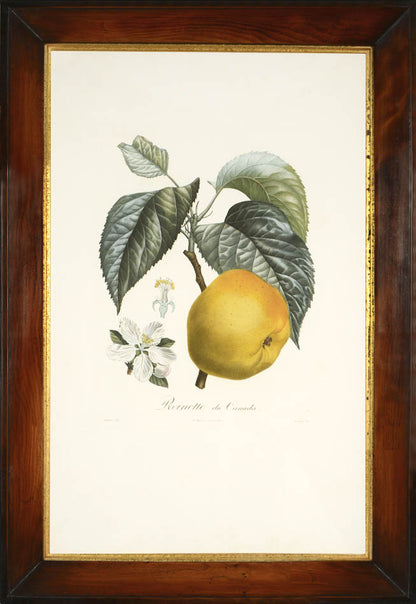 A group of seven apples by Poiteau and Turpin.  Fine stipple-engraved plates printed in colours and finished by hand.