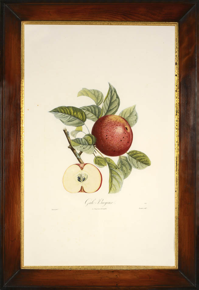 A group of seven apples by Poiteau and Turpin.  Fine stipple-engraved plates printed in colours and finished by hand.