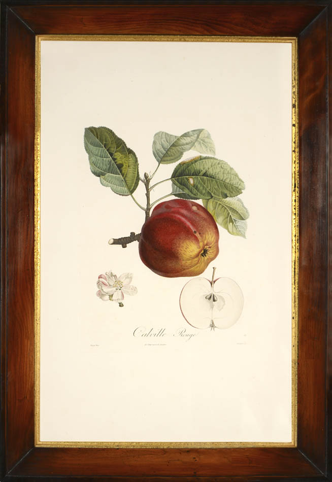 A group of seven apples by Poiteau and Turpin.  Fine stipple-engraved plates printed in colours and finished by hand.