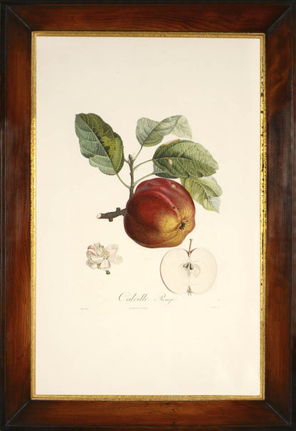 A group of seven apples by Poiteau and Turpin.  Fine stipple-engraved plates printed in colours and finished by hand.