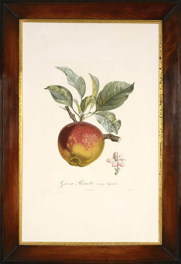 A group of seven apples by Poiteau and Turpin.  Fine stipple-engraved plates printed in colours and finished by hand.